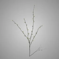 Pussy Willow 95 cm