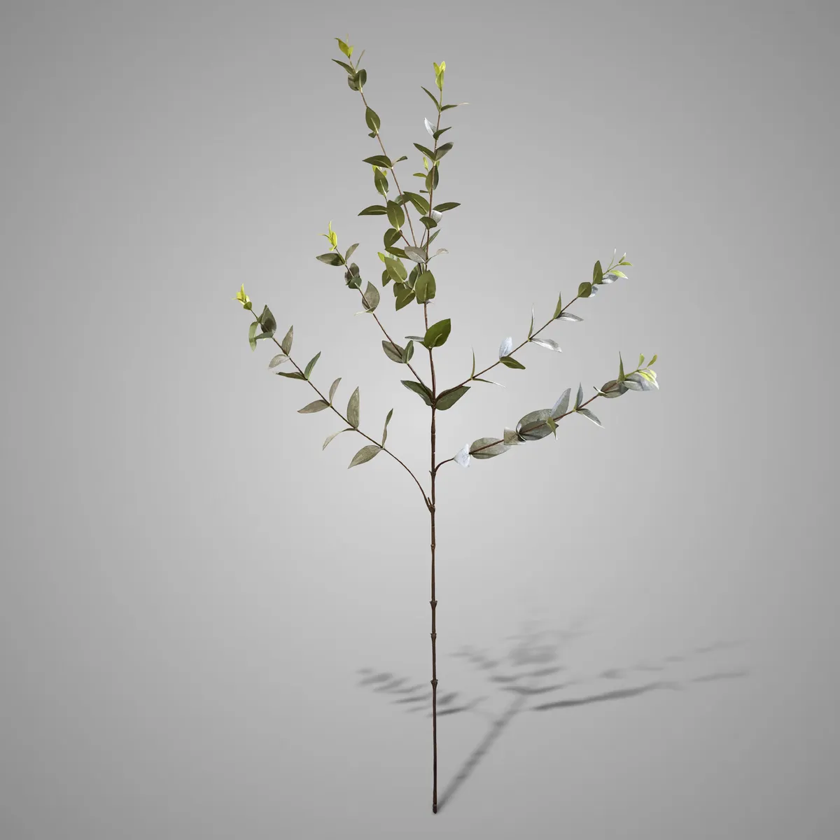 Ligustrum Green/grey 100 cm