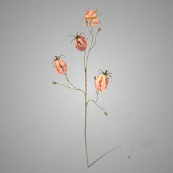 Gloriosa Ant. Pink 80 cm