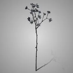 Enkianthus Buds Grande Grey Black 65 cm