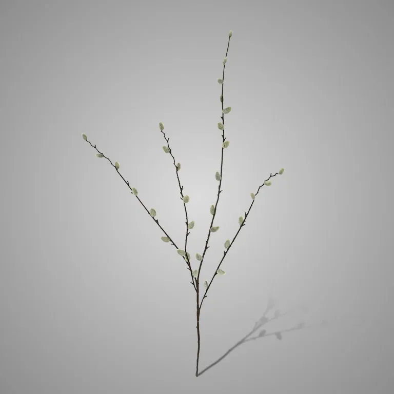 Pussy Willow 95 cm