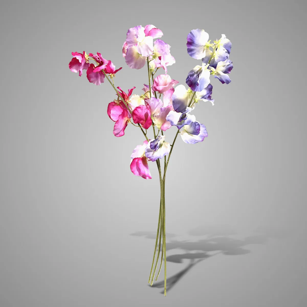 Sort. Lathyrus Spring 2026 58 cm
