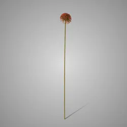 Allium Autumn Perfect Red  75 cm