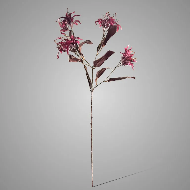 Dictamnus Dark Red 90 cm