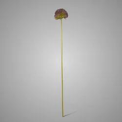 Allium Spring's Perfect Purple Blue 75 cm