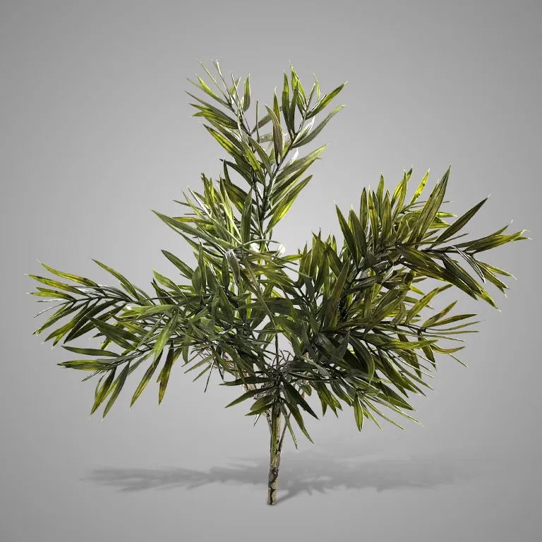 Bush Bamboo 42 cm