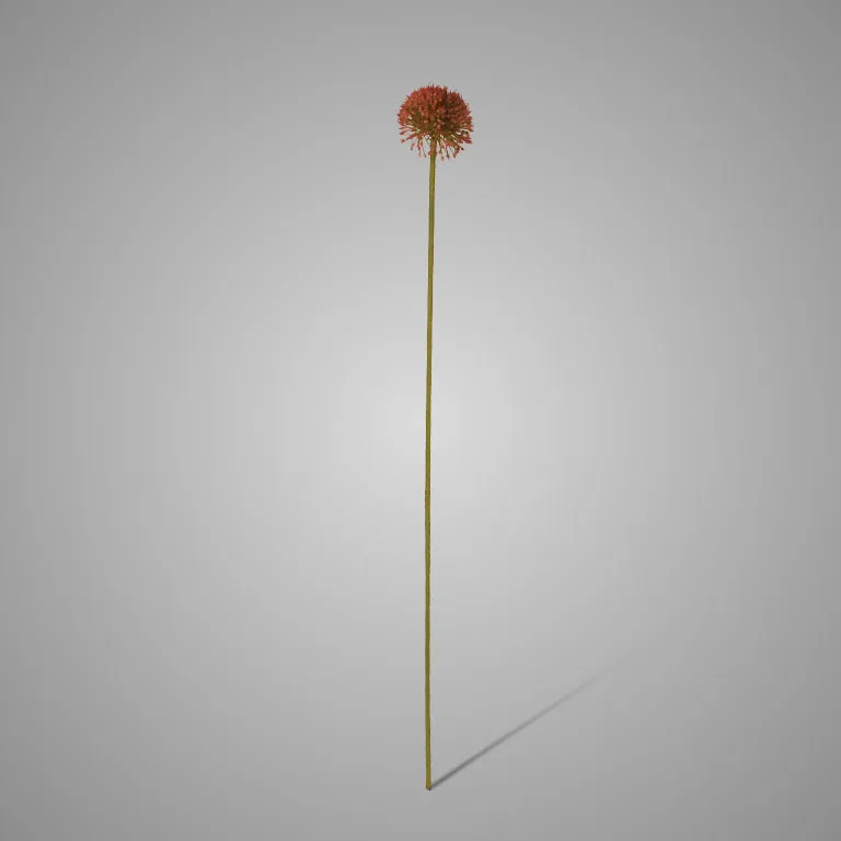 Allium Autumn Perfect Red  75 cm