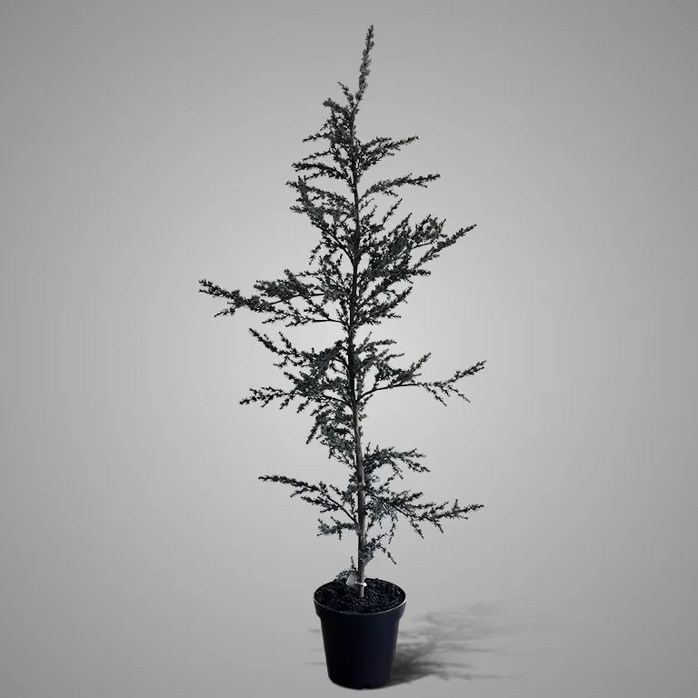 Tree Ceder Grey L H.160 cm