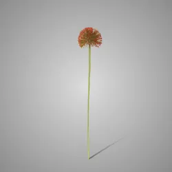 Allium Autumn Perfect Red Grande 75 cm