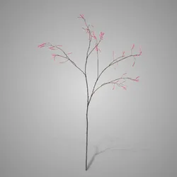 Betula Fructus 100 cm