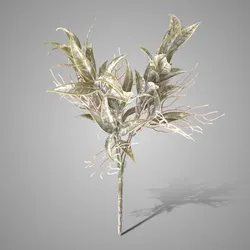 Bush Leucothoe Grey 35 cm