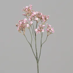 Gypsophila pink