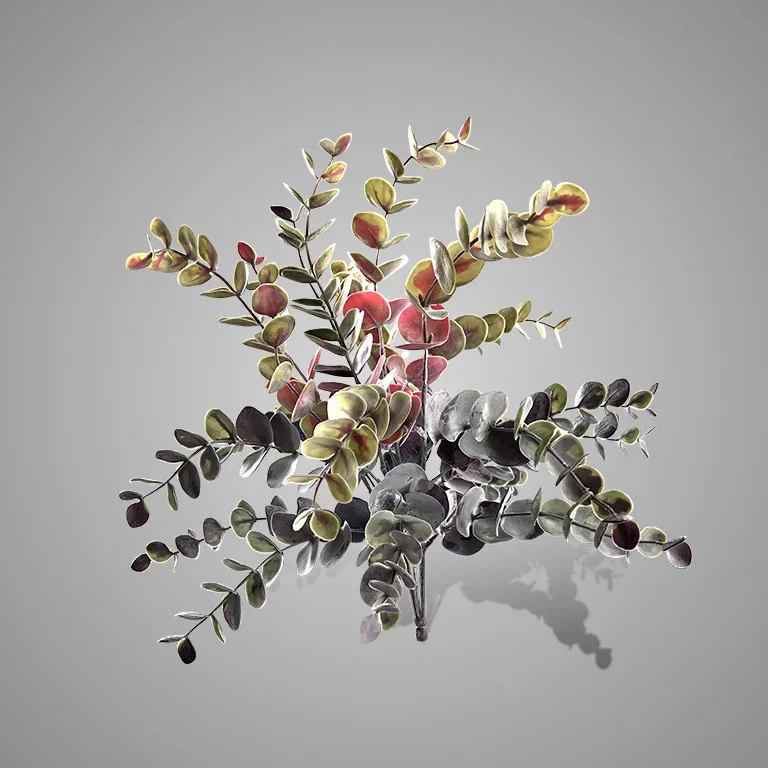 Eucalyptus Bush Grande Red 50 cm