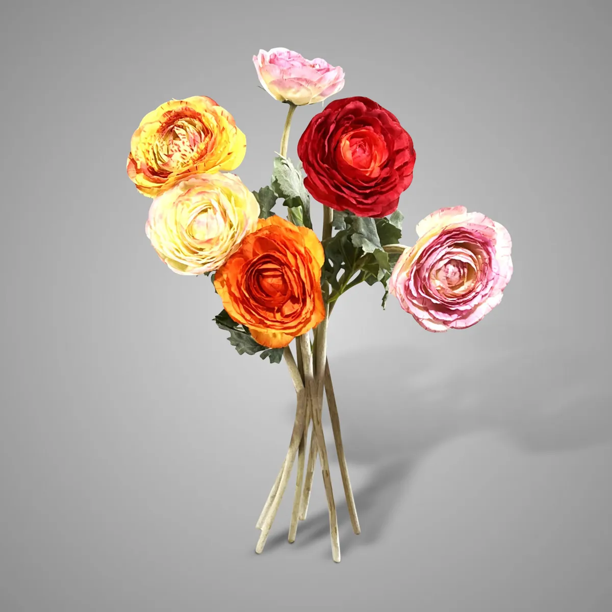 Sortment of Ranunculus Spring 42 cm