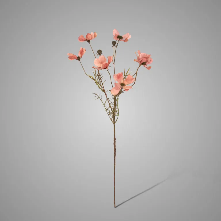 Cornus Kousa Ant. Pink 67 cm