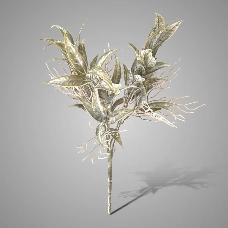 Bush Leucothoe Grey 35 cm