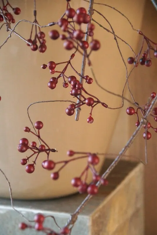 Berries | SYLXZ