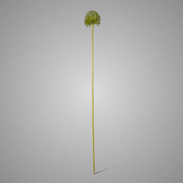 Allium Spring's Perfect Green 75 cm