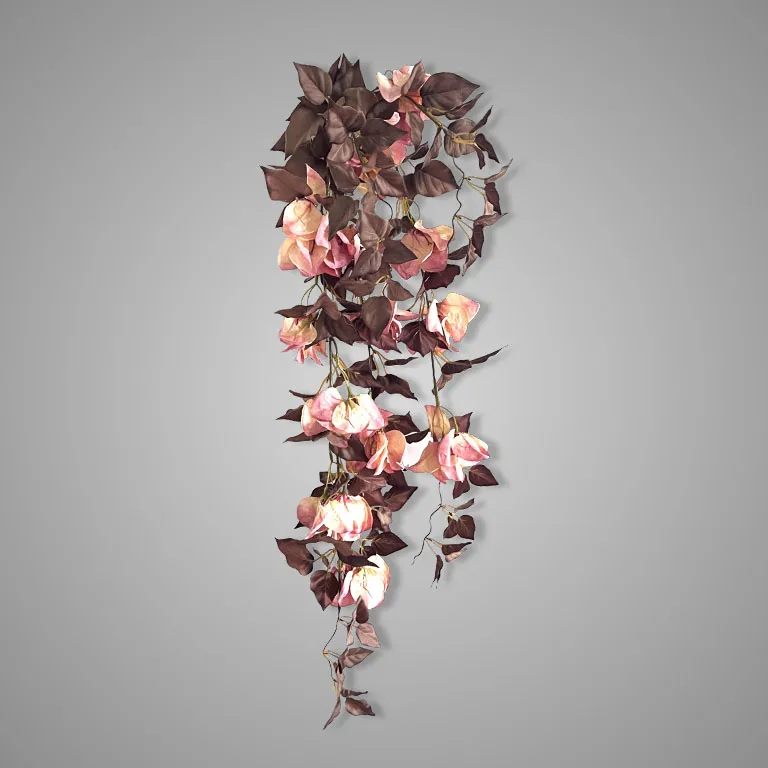Bouganvillea Brown Ant. Pink 100 cm