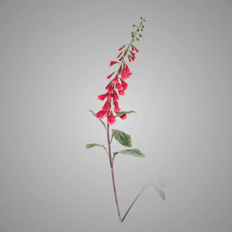 Digitalis Grande Dark Pink 100 cm