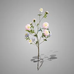 Sortment Scabiosa Grande Pink/Blue 100 cm