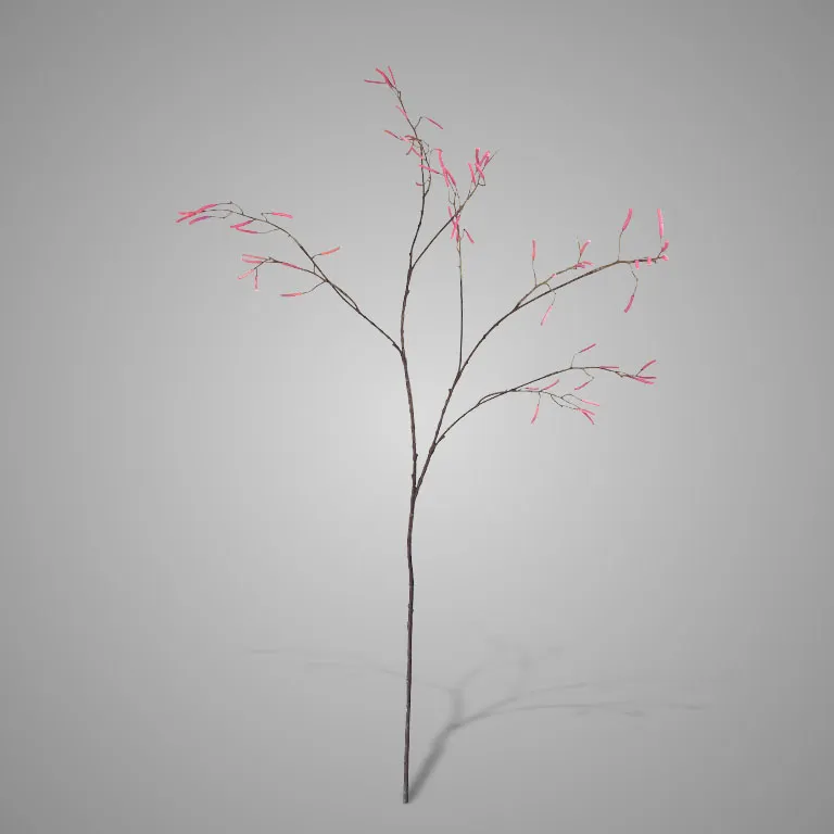 Betula Fructus 100 cm