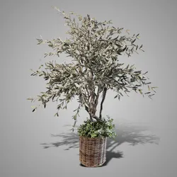 Olive Tree Ancient Giganteum 190 cm