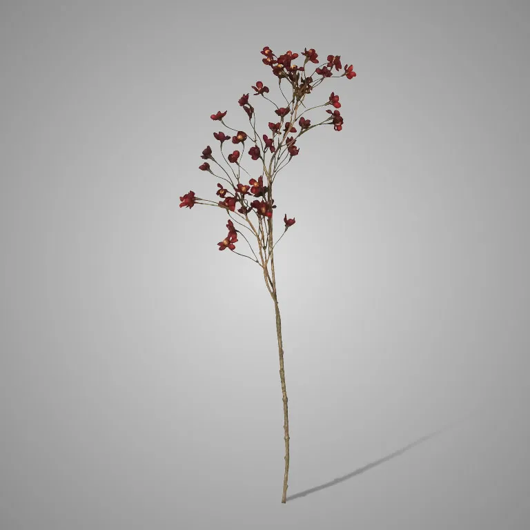 Cornus Bordeaux M 92 cm