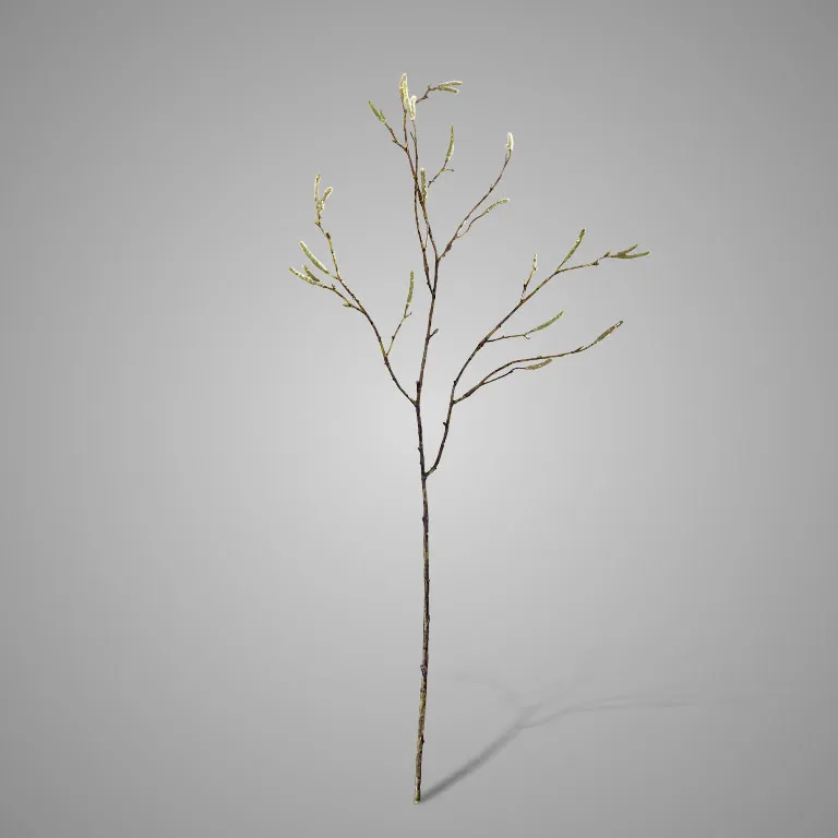 Betula Fructus 77 cm