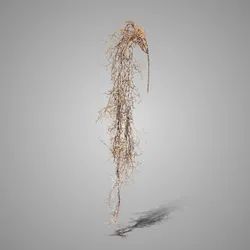 Hanging Tillandsia Brown 120 cm