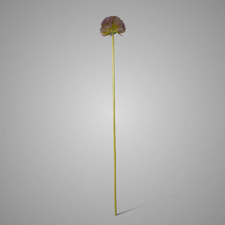 Allium Spring's Perfect Purple Blue 75 cm