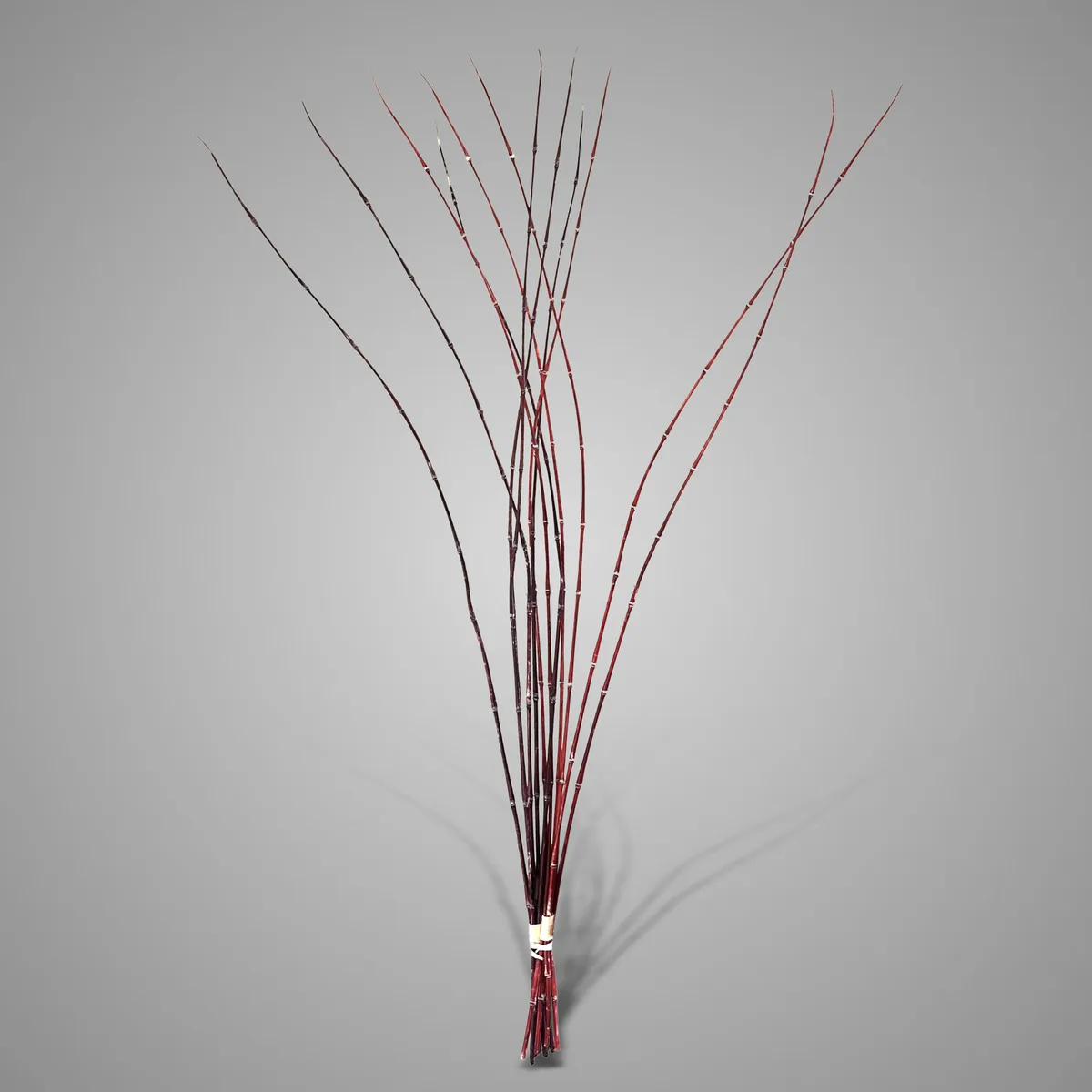 Sort. of 2 Cornus Sanguinea Twig Red Bundles  107 cm