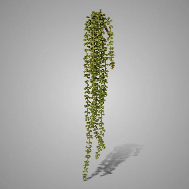 Hanging Pea Excellent Green 70 cm
