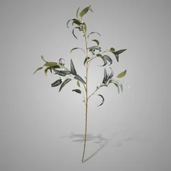 Eucalyptus Fructus 100 cm