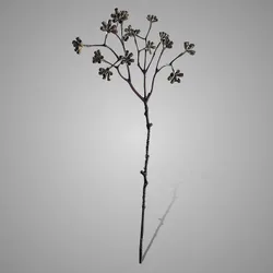 Enkianthus Buds Grande Grey Green 65 cm