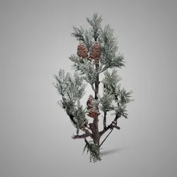 Thuja Cone 36 cm