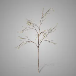 Betula Fructus Grande 100 cm